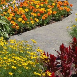 How to Choose Edging Plants for Your Landscape
