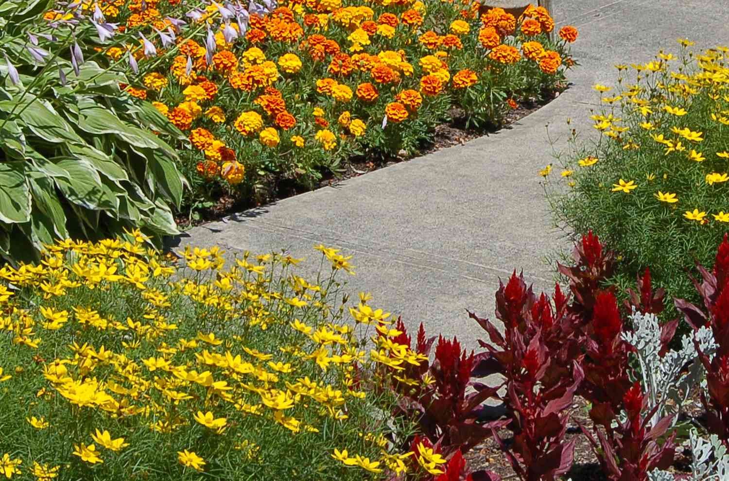 How to Choose Edging Plants for Your Landscape